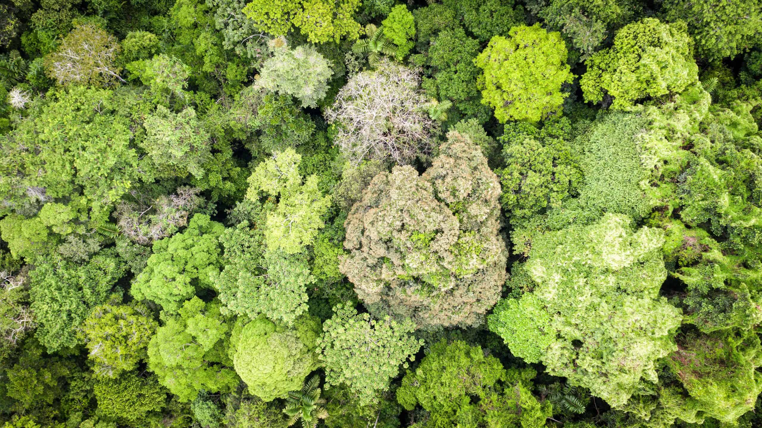 Honduras Loses 10% of its Forests in Just 11 Years