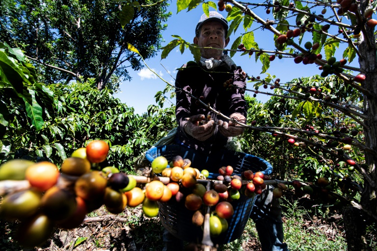 Coffee Harvest Plunges Amid Central American Exodus