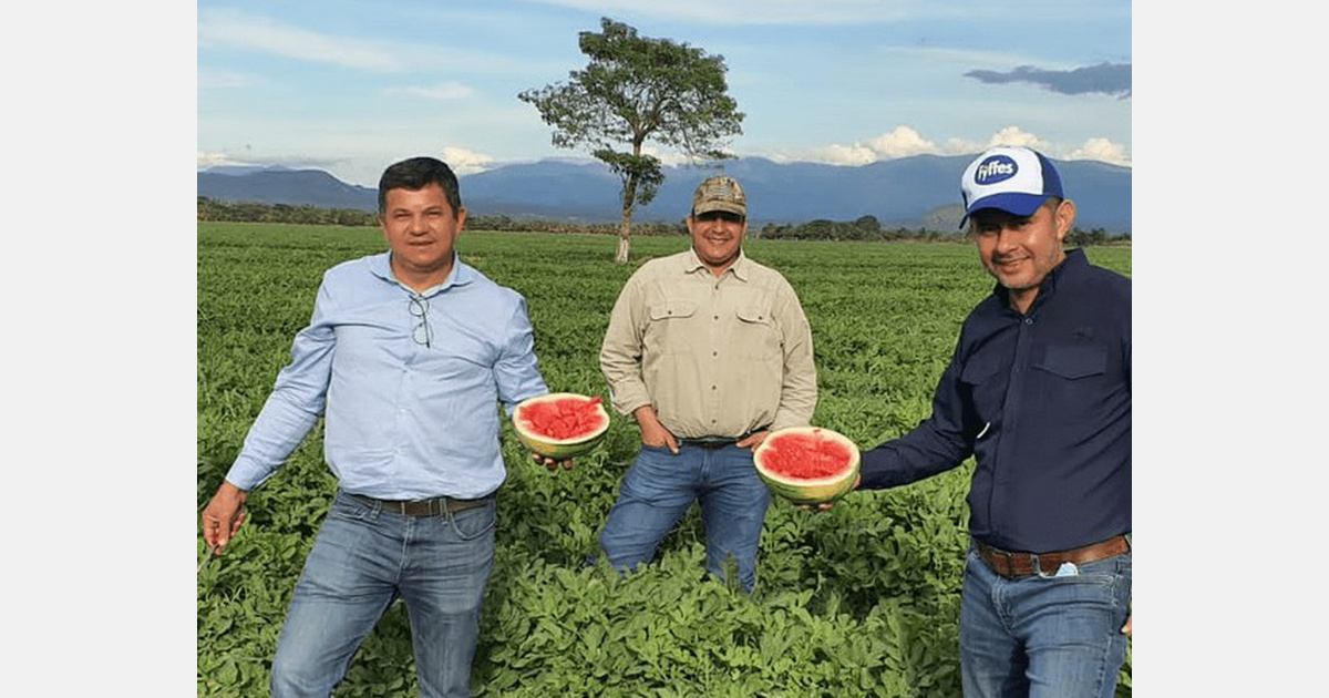 Fyffes announces melon business transformation in Honduras