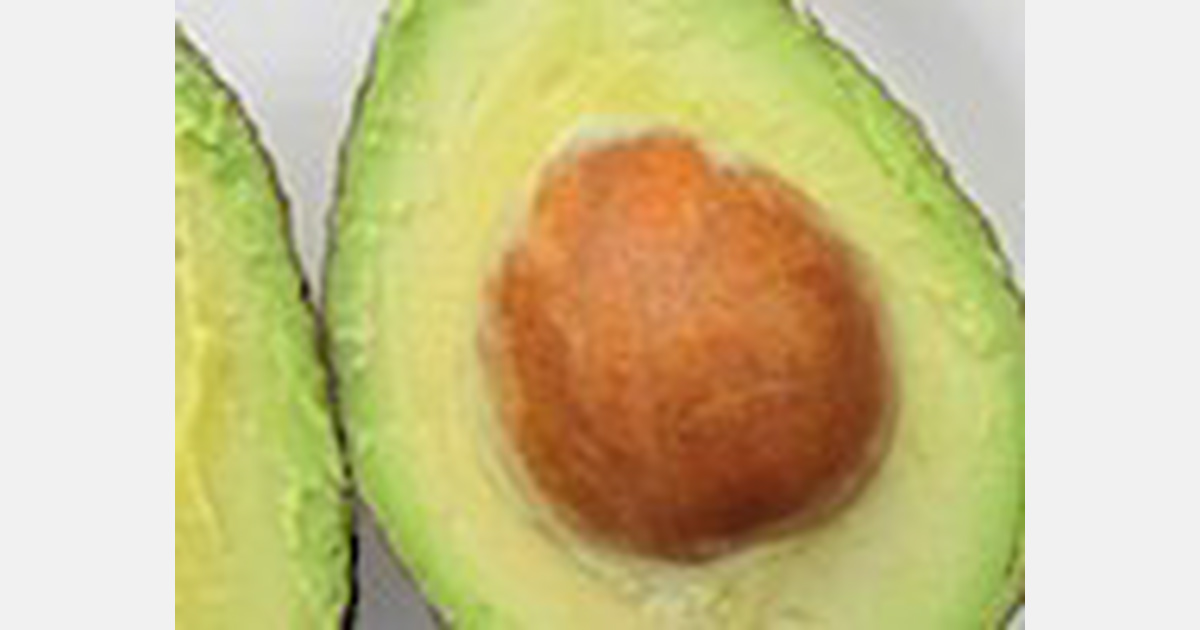 Honduras: Haitian avocado exports grew by 64%